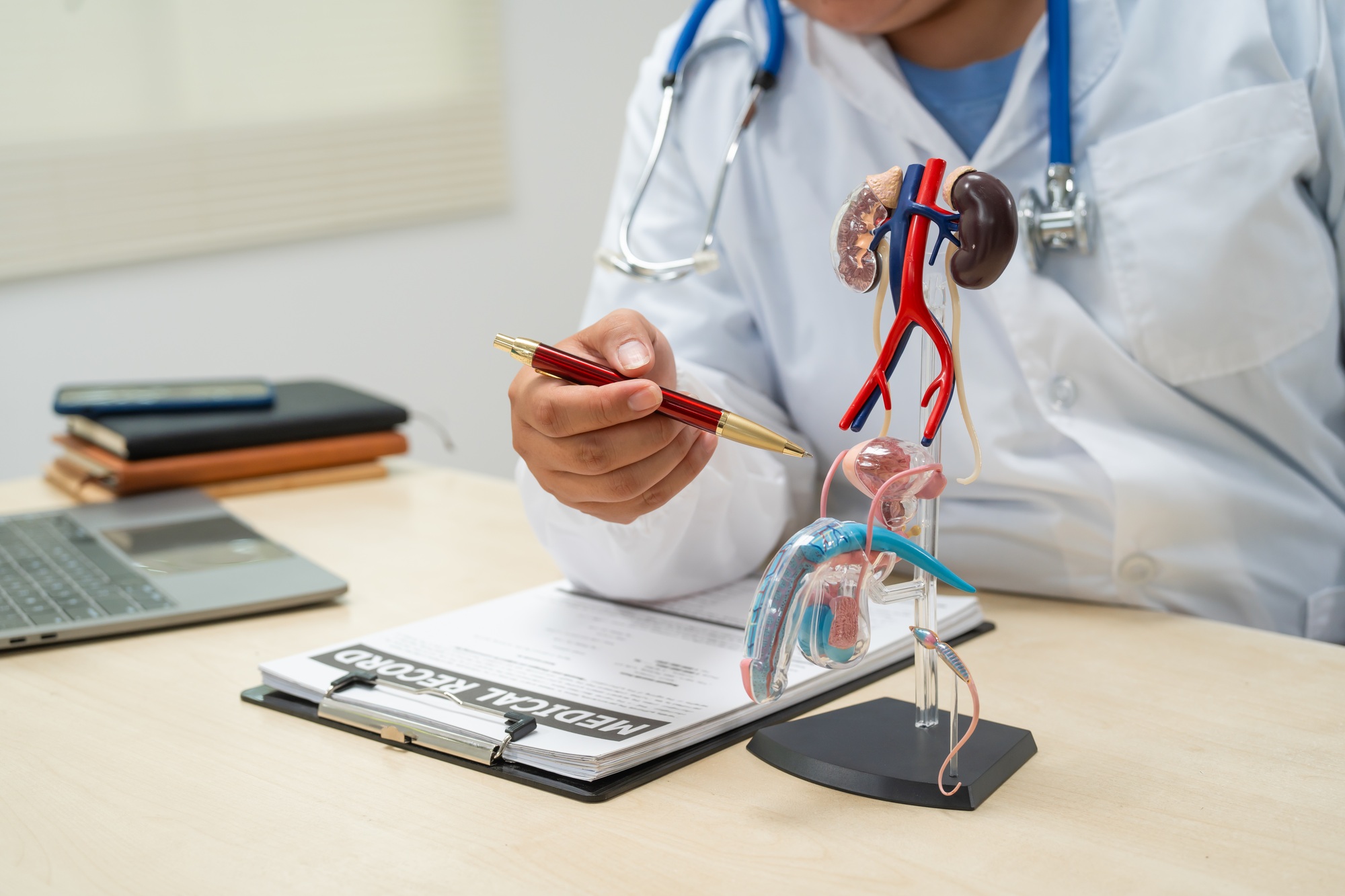 A female doctor sits at her desk hospital,examining male urinary tract model.She discusses urinary