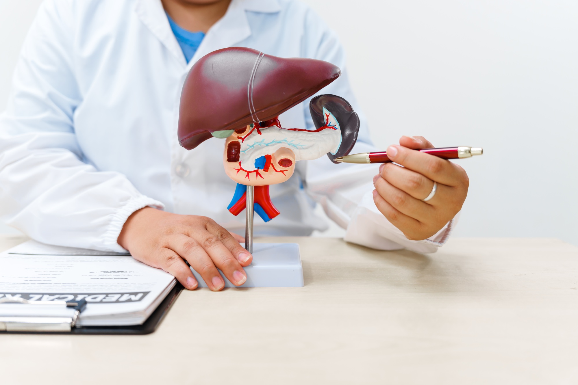 A liver doctor examines a model of the liver, on diseases such as hepatitis, cirrhosis, and cancer